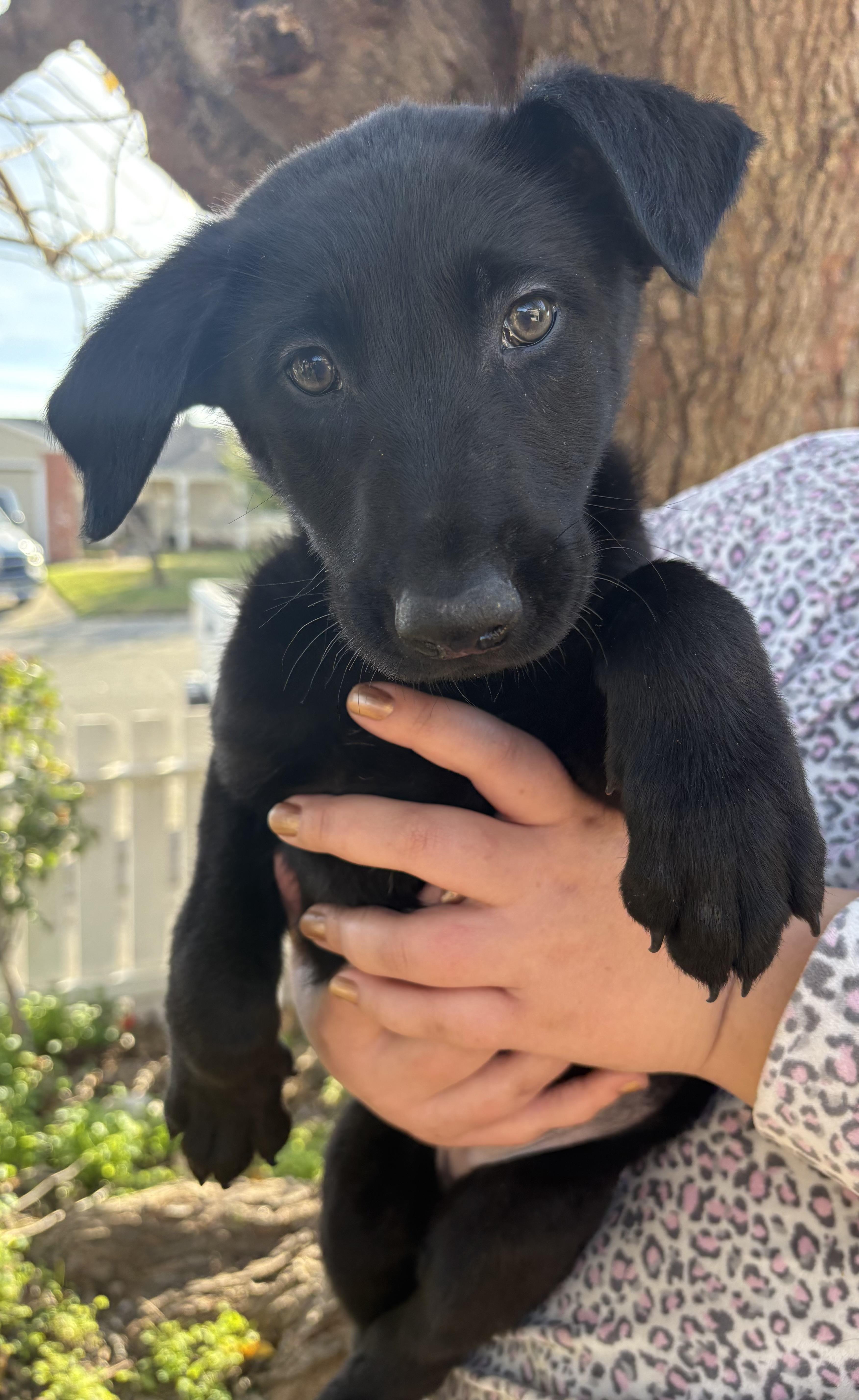 Enlarge Purdy, a Adoptable mixed breed in Yuba City, CA image 3/3