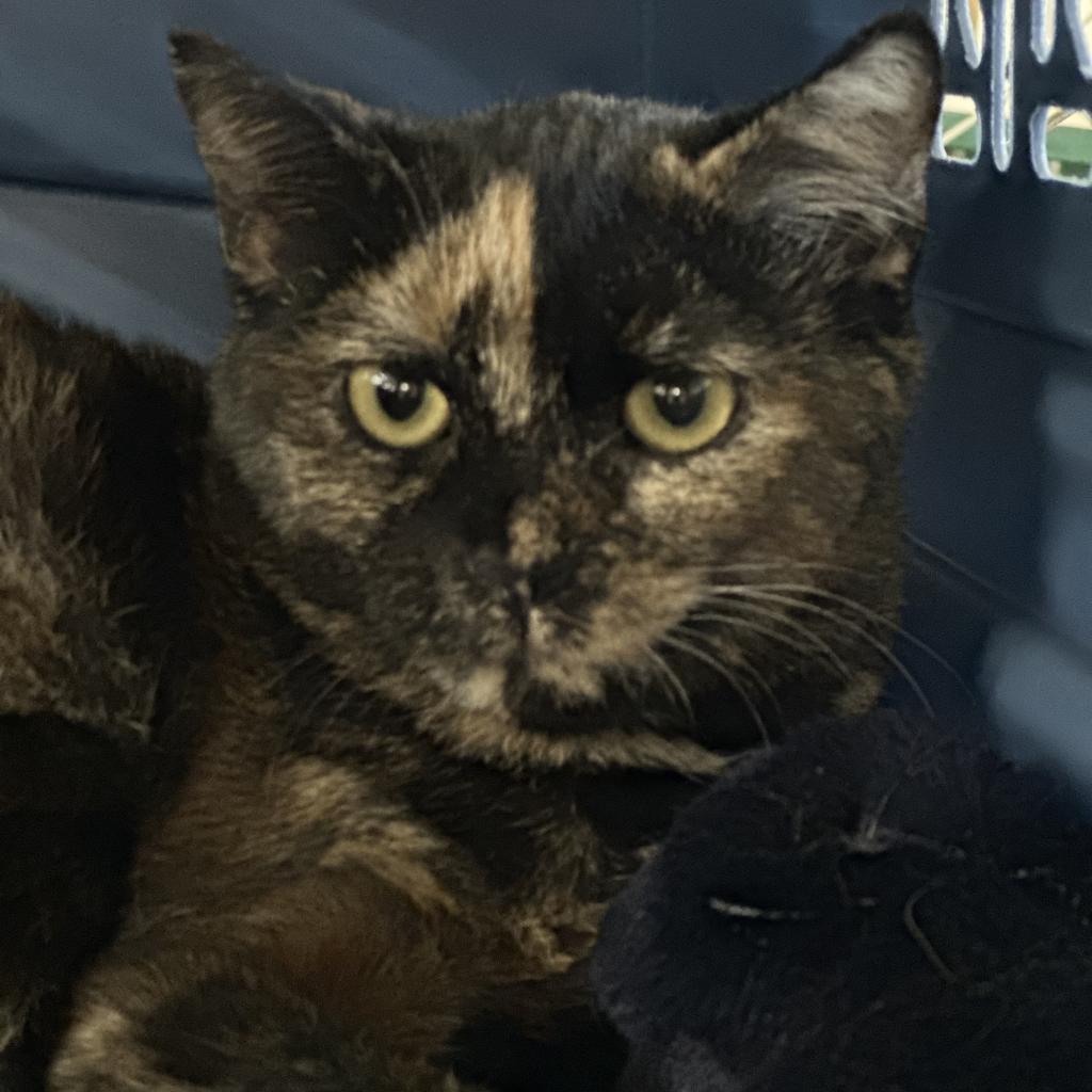 Coral, Adoptable, Adult Female Domestic Short Hair.