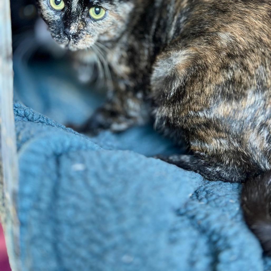 Enlarge Coral, a Adoptable Domestic Short Hair in East Smithfield , PA image 2/4