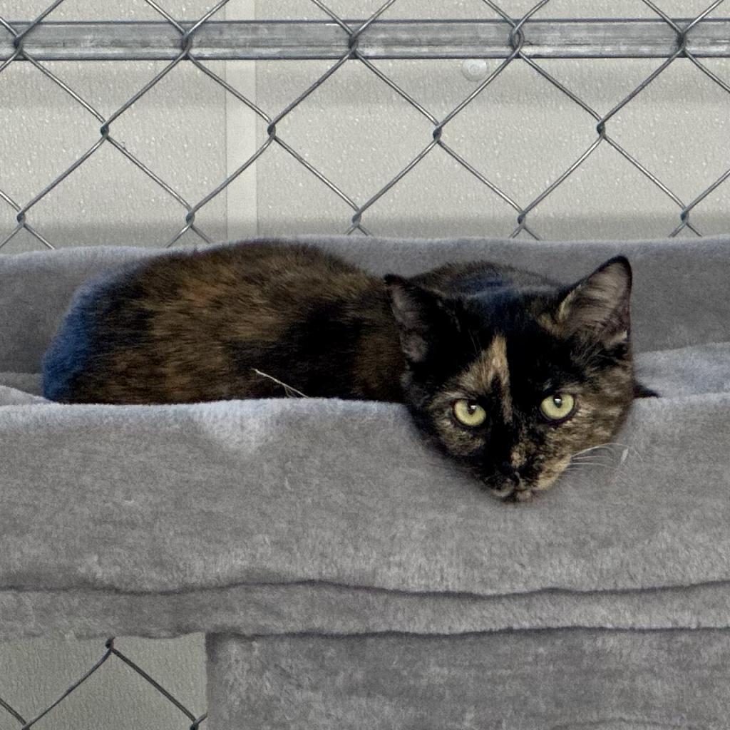 Enlarge Coral, a Adoptable Domestic Short Hair in East Smithfield , PA image 3/4