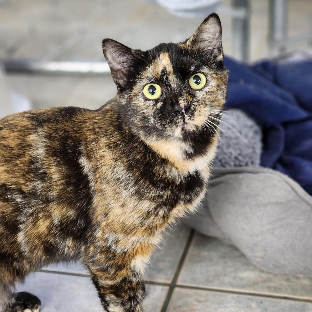 Enlarge Coral, a Adoptable Domestic Short Hair in East Smithfield , PA image 4/4