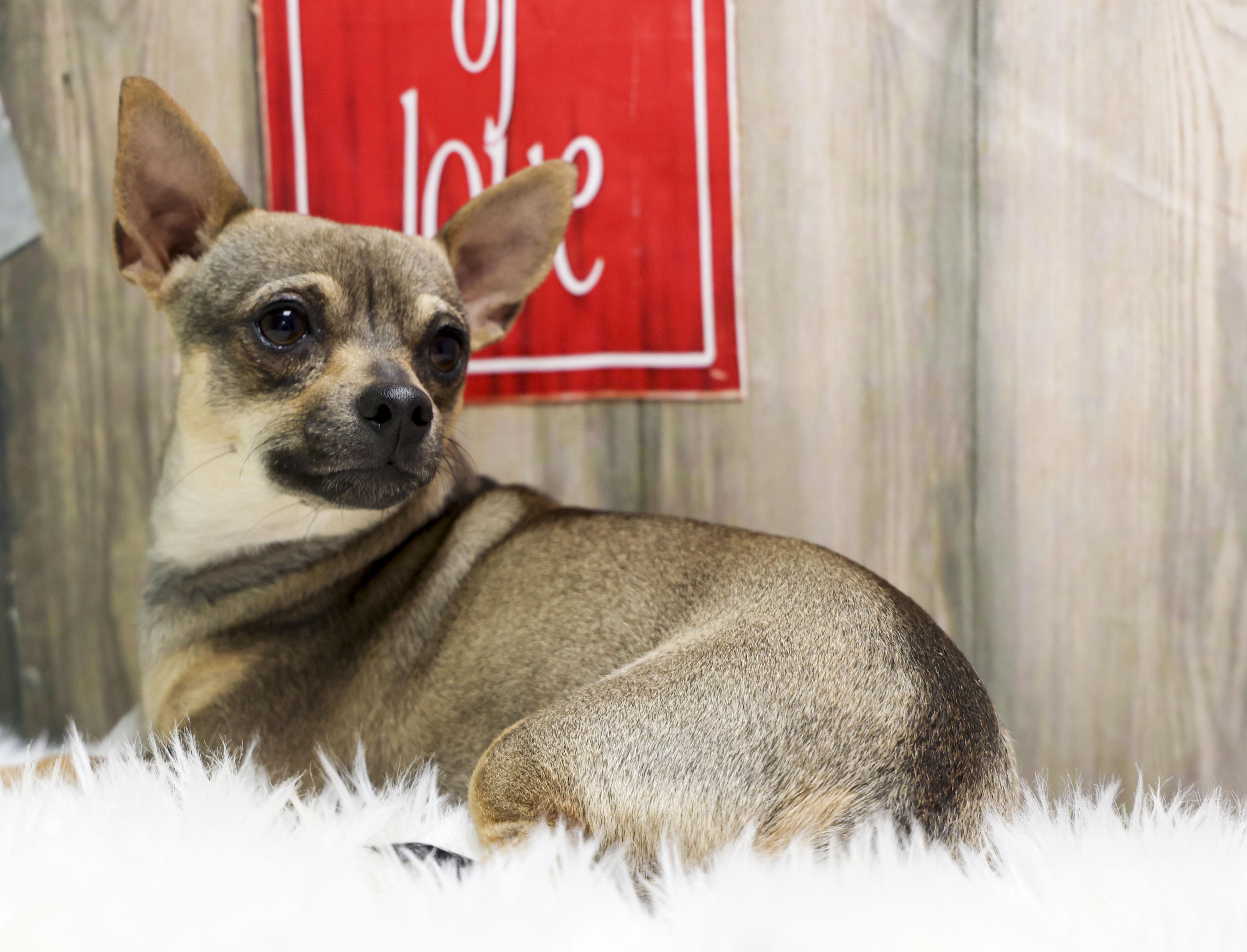 Enlarge Zoomie, a Adoptable Chihuahua in Casa Grande, AZ image 2/3