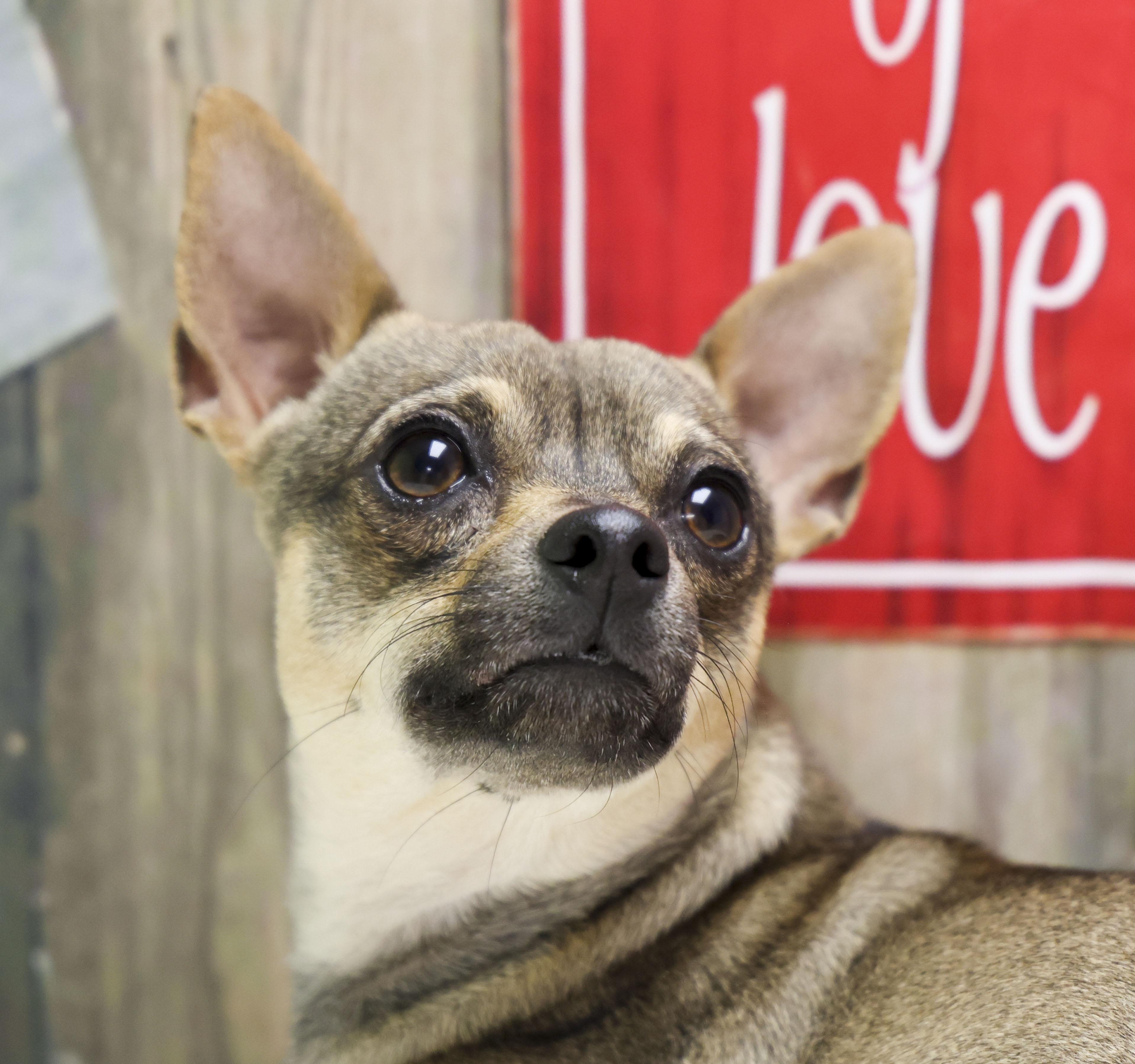 Enlarge Zoomie, a Adoptable Chihuahua in Casa Grande, AZ image 1/3