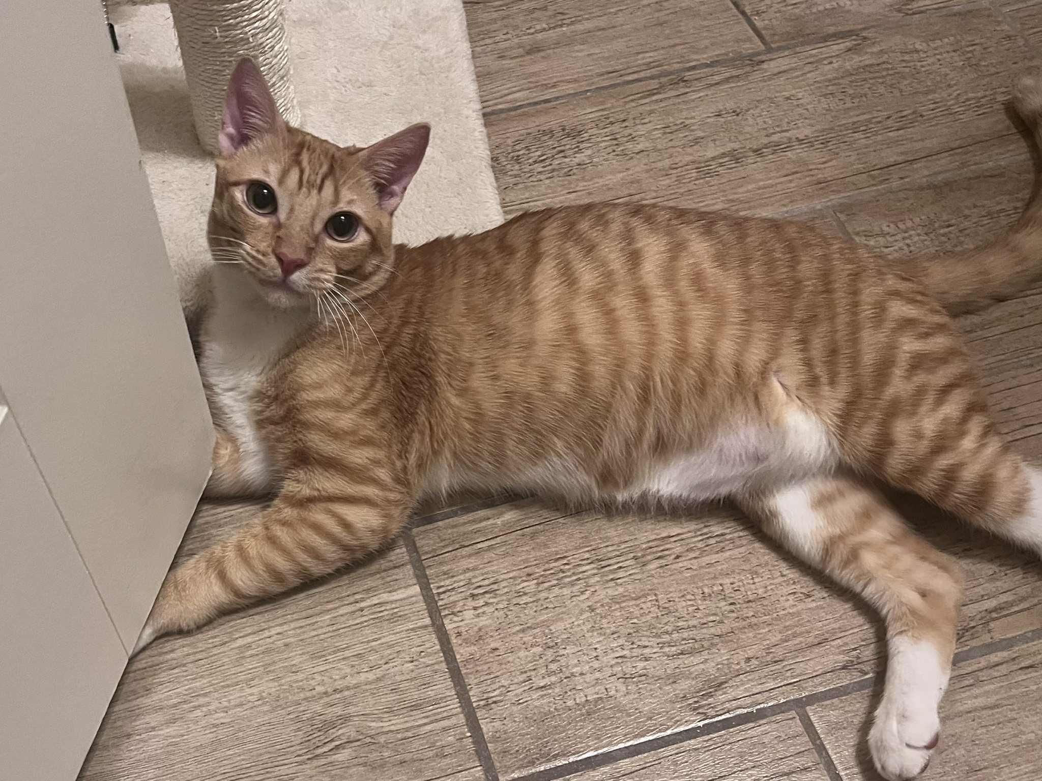 Enlarge Pumpkin , a ADOPTABLE American Shorthair in Gilbert, AZ image 3/3