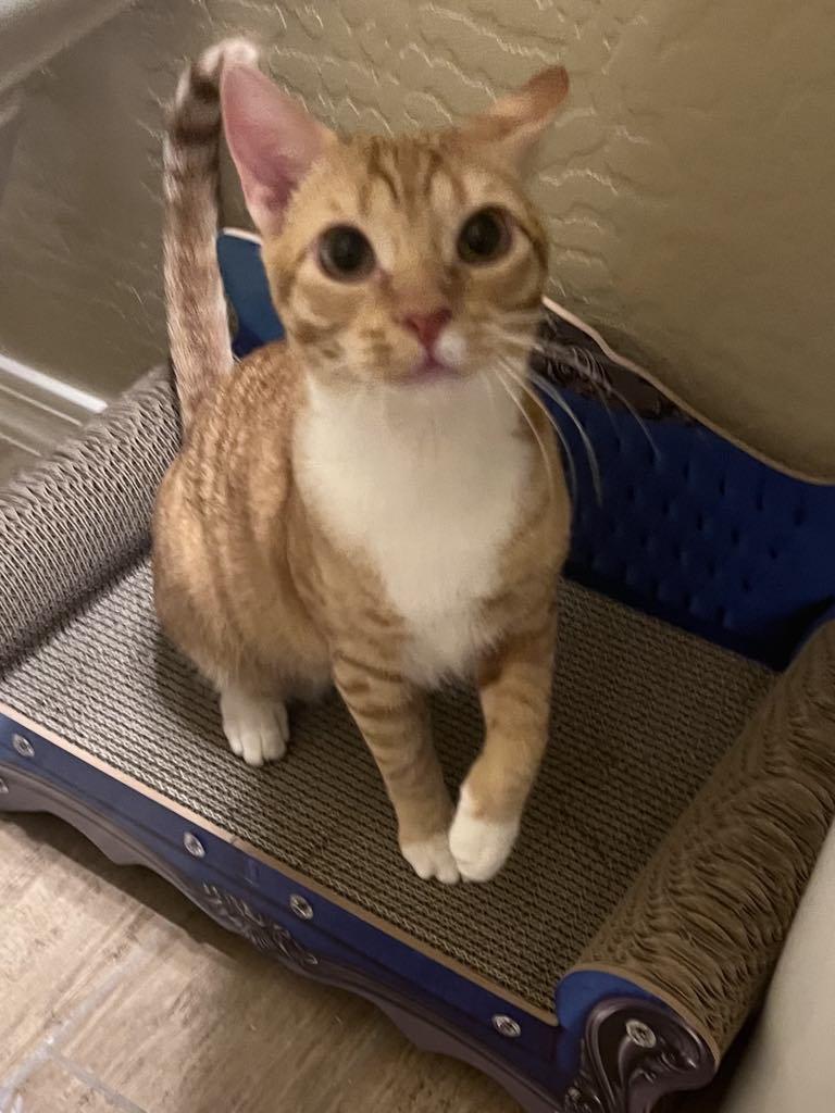 Enlarge Pumpkin , an adopted American Shorthair in Gilbert, AZ image 1/4