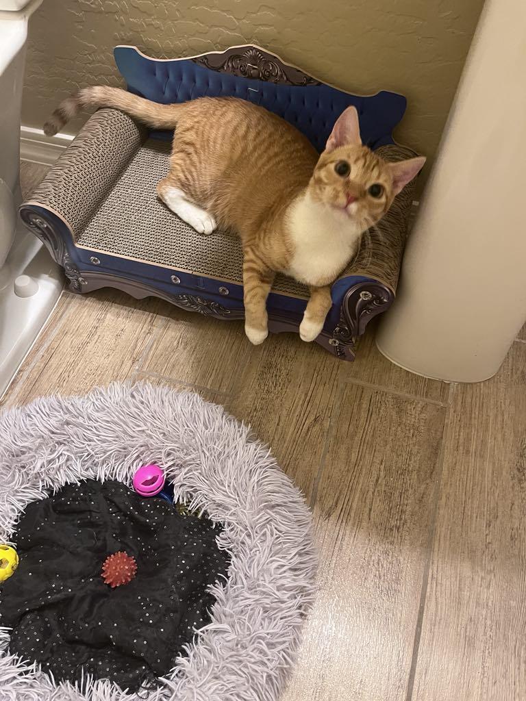 Pumpkin , ADOPTABLE, Young Male American Shorthair.