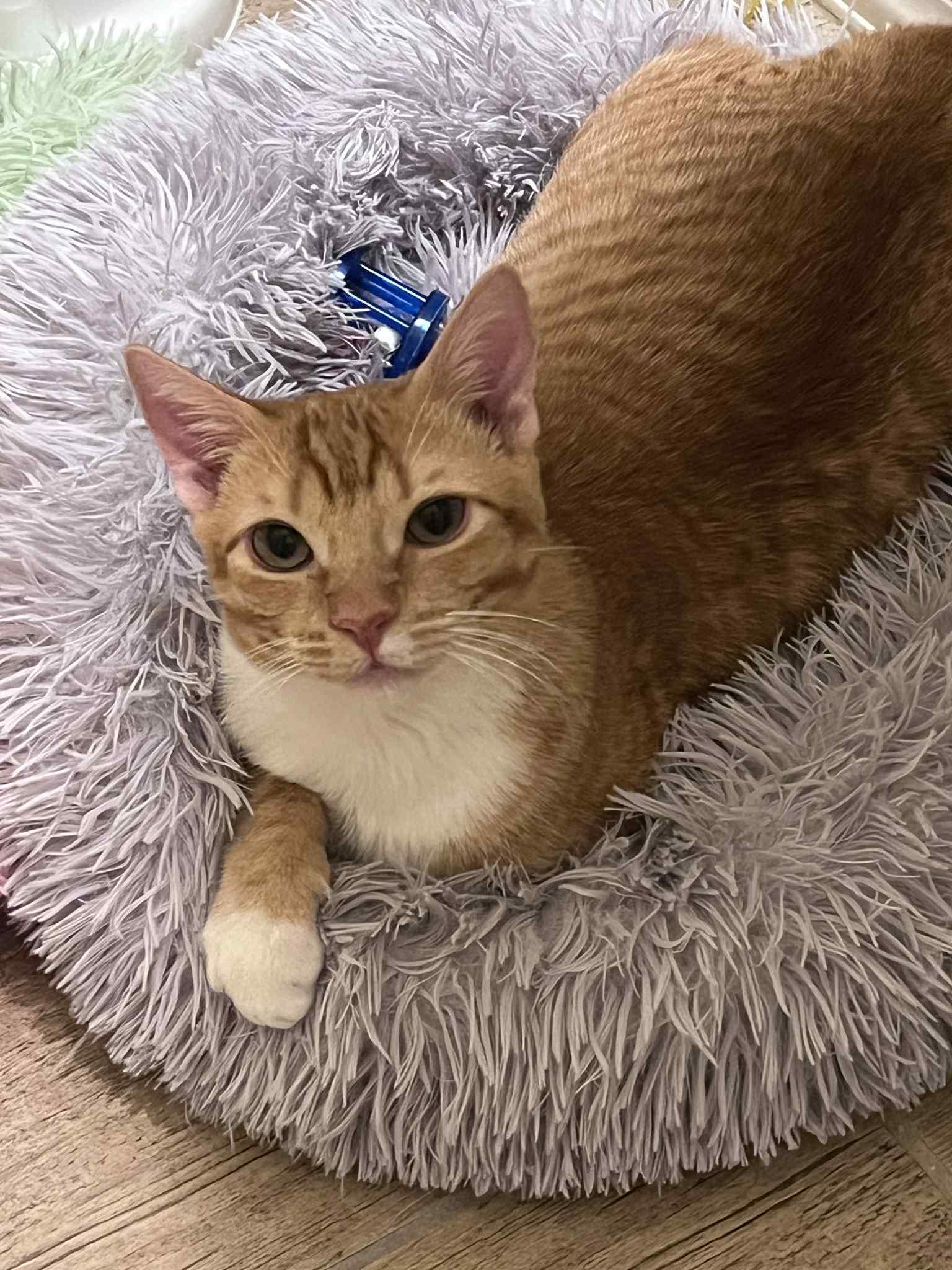Enlarge Pumpkin , a ADOPTABLE American Shorthair in Gilbert, AZ image 2/3