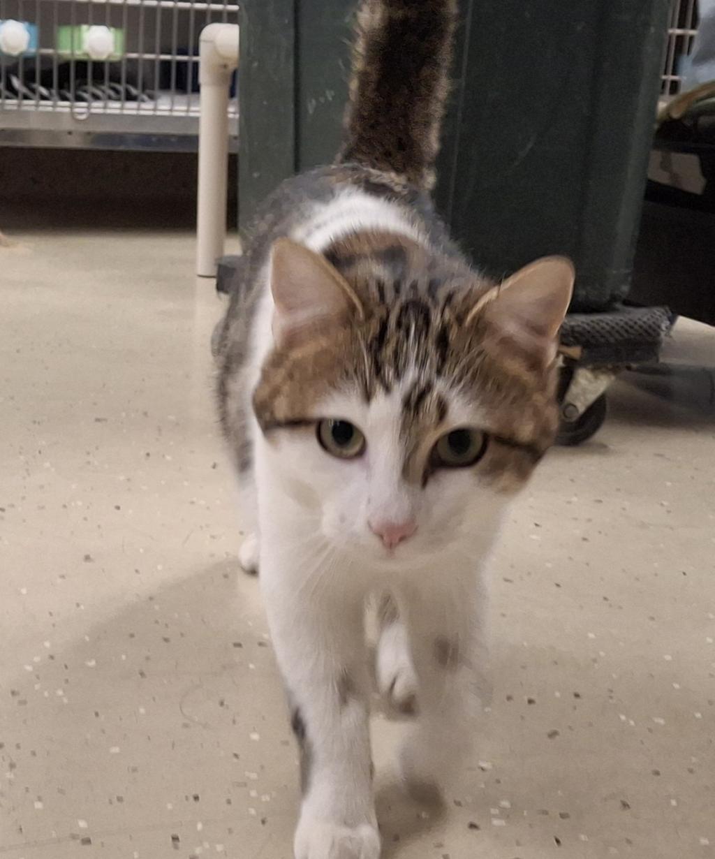 Potato, ADOPTABLE, Adult Male Domestic Short Hair.