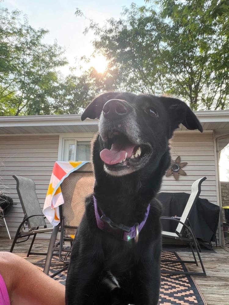 Enlarge Bella, a Adoptable mixed breed in Madison, WI image 1/6