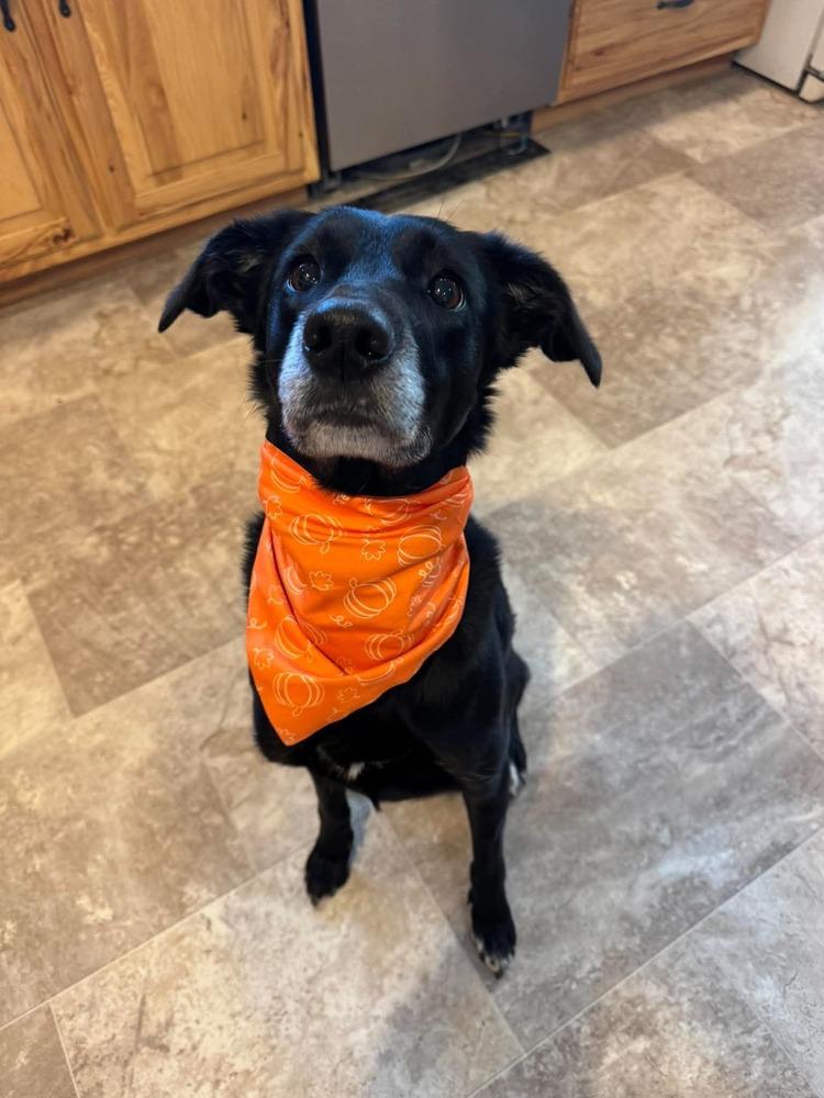 Enlarge Bella, a Adoptable mixed breed in Madison, WI image 4/6