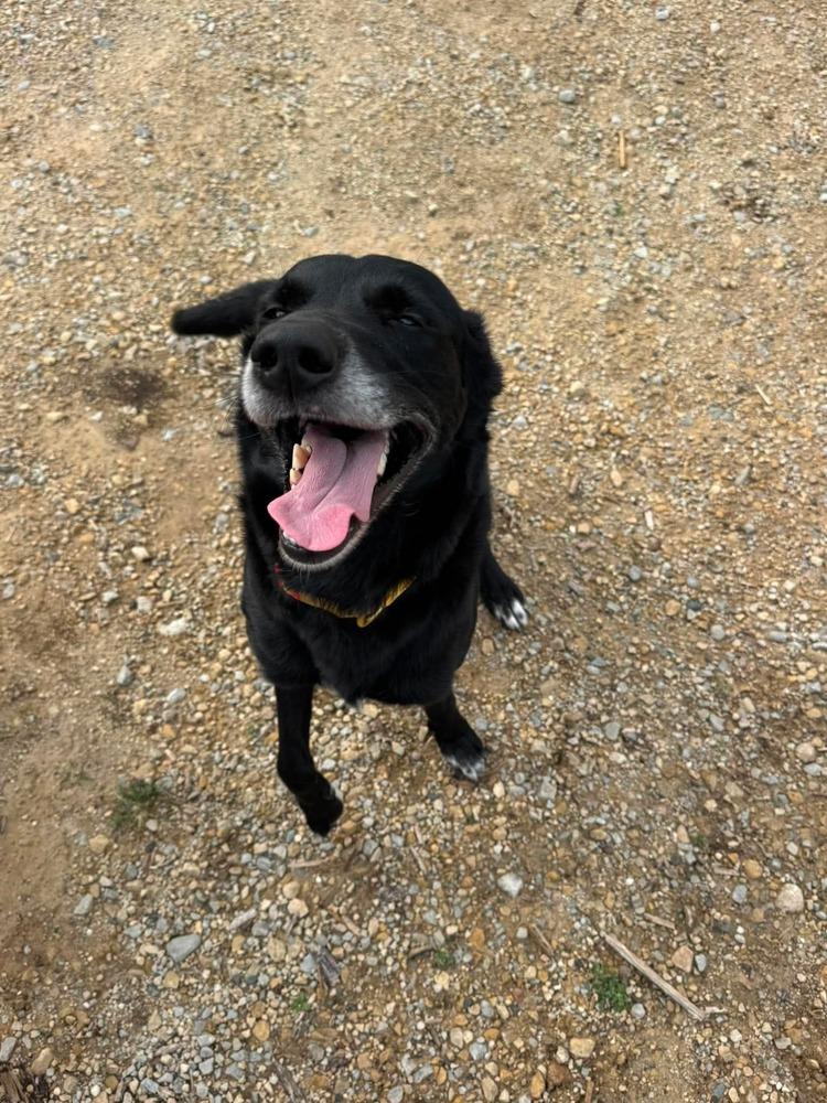 Enlarge Bella, a Adoptable mixed breed in Madison, WI image 5/6