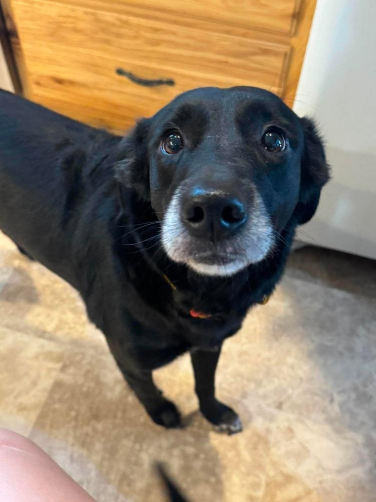 Enlarge Bella, a Adoptable mixed breed in Madison, WI image 6/6