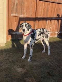 Samson, a ADOPTABLE Great Dane in Austin, TX image 1/3