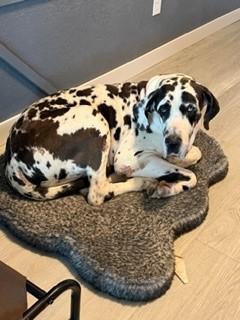 Samson, a ADOPTABLE Great Dane in Austin, TX image 2/3