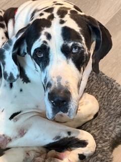 Samson, a ADOPTABLE Great Dane in Austin, TX image 3/3