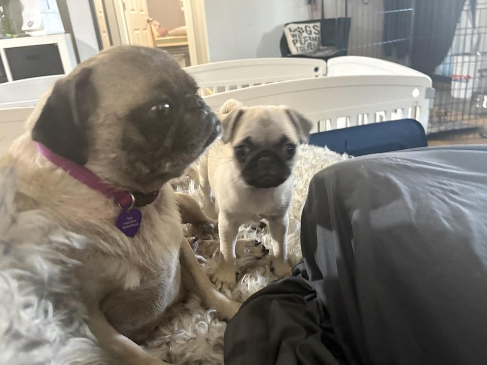 Clara of Paola’s Pugtatoes, Adoptable, Puppy Female Pug.