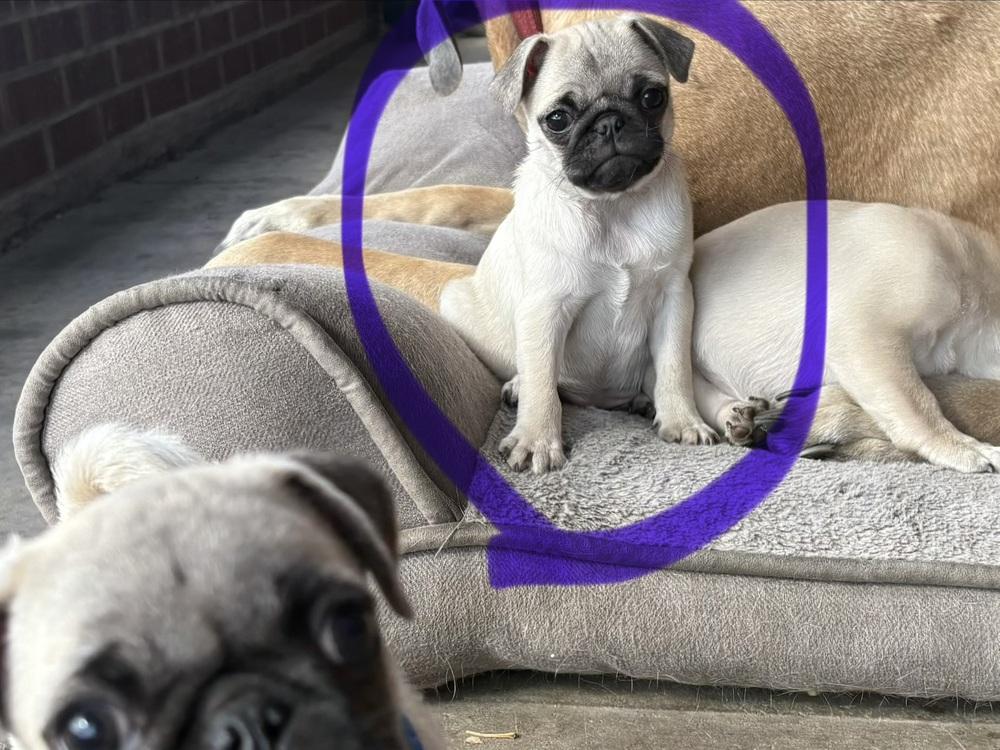 Enlarge Clara of Paola’s Pugtatoes, a Adoptable Pug in Denver, CO image 2/6