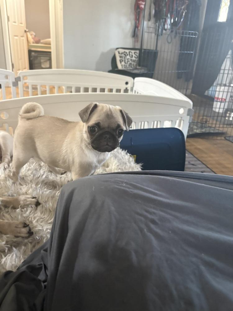 Enlarge Clara of Paola’s Pugtatoes, a Adoptable Pug in Denver, CO image 3/6