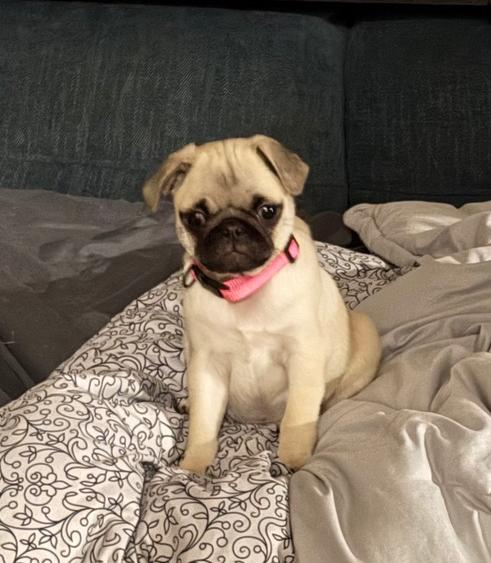 Enlarge Clara of Paola’s Pugtatoes, a Adoptable Pug in Denver, CO image 4/6