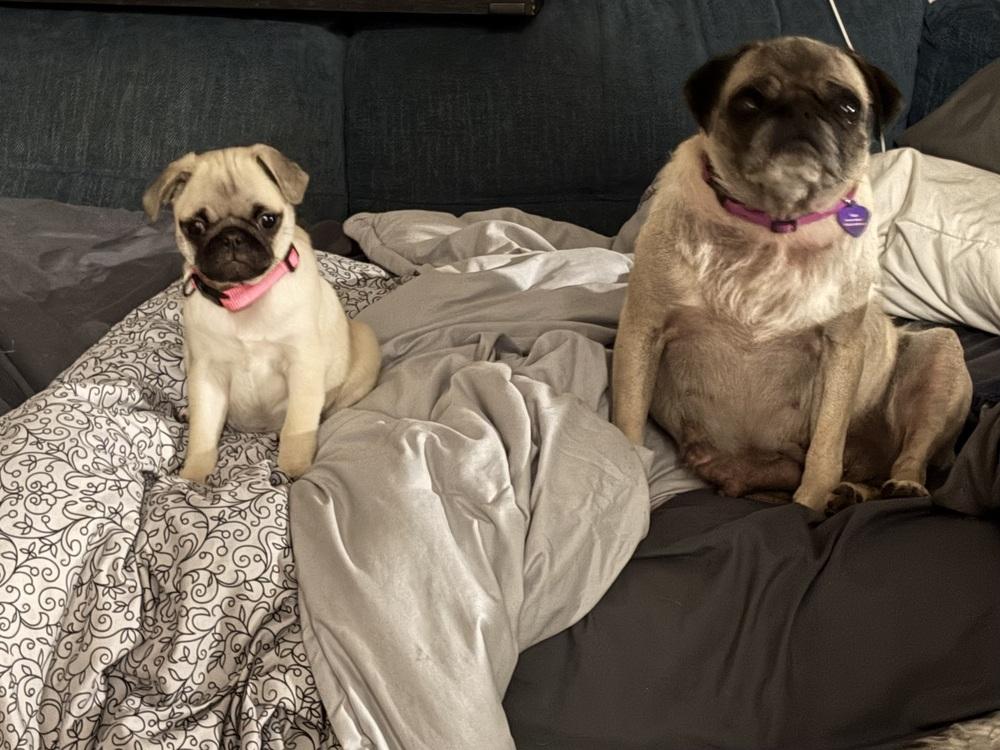 Enlarge Clara of Paola’s Pugtatoes, a Adoptable Pug in Denver, CO image 5/6