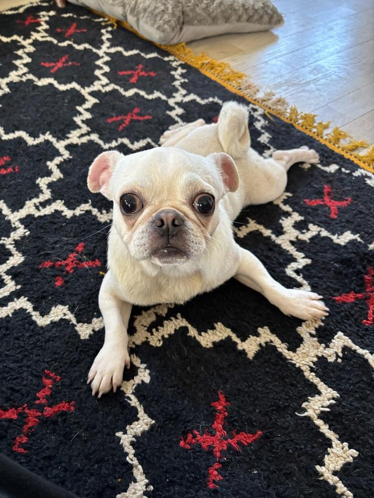 Enlarge Clara of Paola’s Pugtatoes, a Adoptable Pug in Denver, CO image 6/6