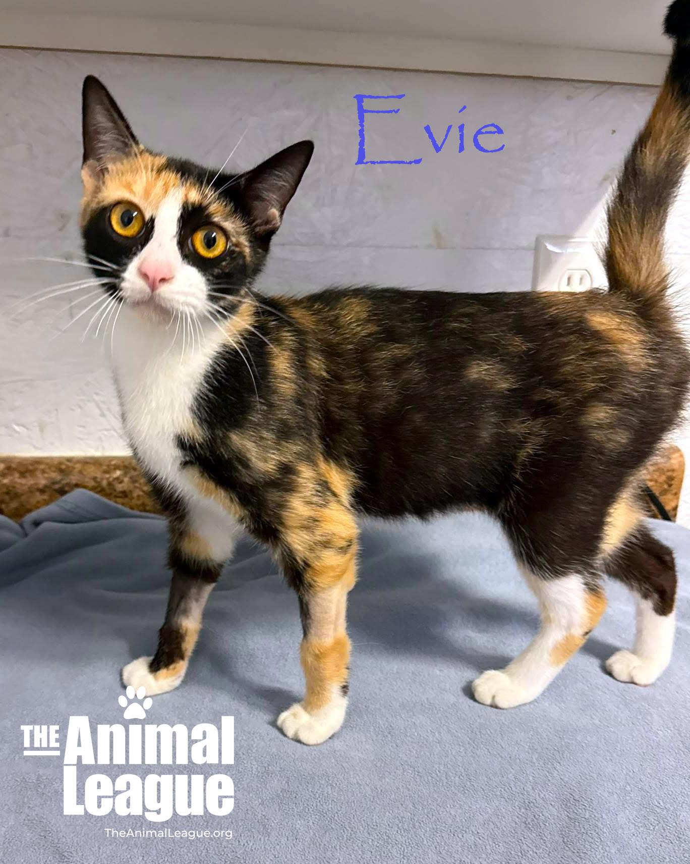 Evie, Adoptable, Adult Female Domestic Short Hair.