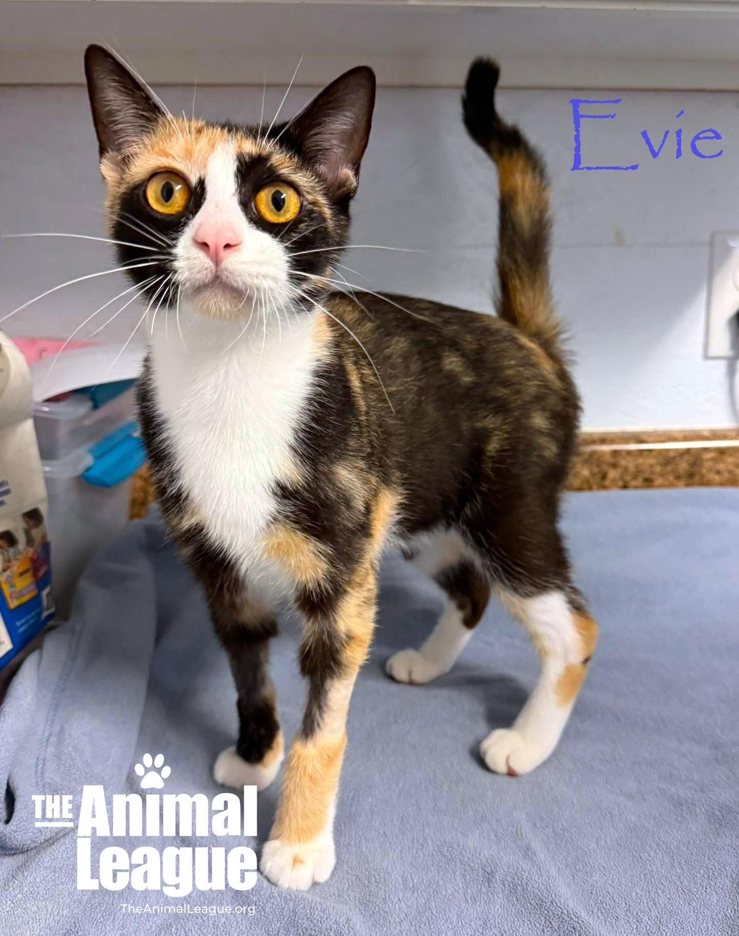 Enlarge Evie, a Adoptable mixed breed in Groveland, FL image 2/2