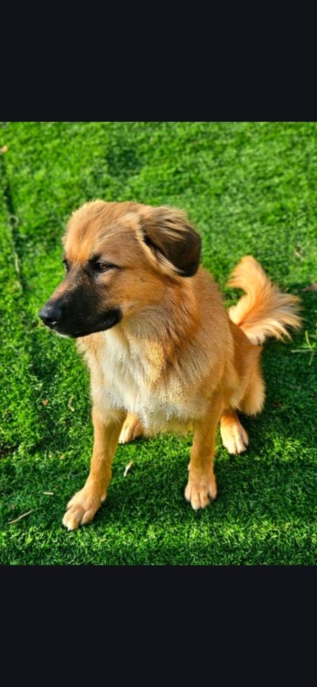 Jimmy D., Adoptable, Young Male Mixed Breed.