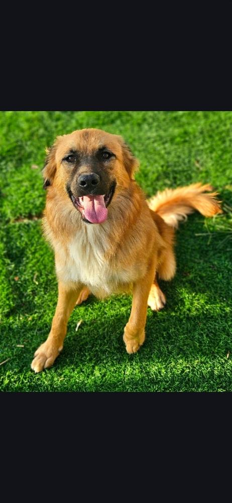 Enlarge Jimmy D., a Adoptable mixed breed in Appleton, WI image 2/5