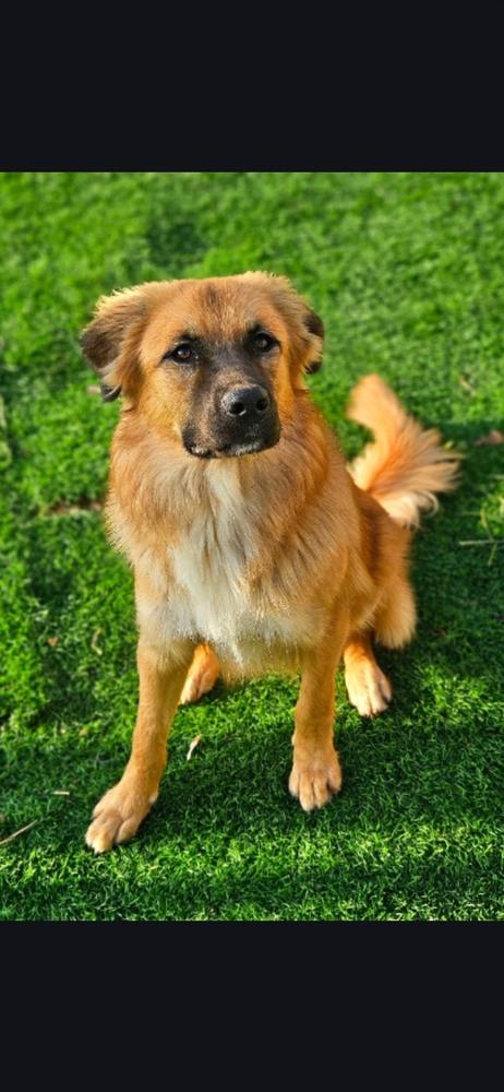 Enlarge Jimmy D., a Adoptable mixed breed in Appleton, WI image 3/5