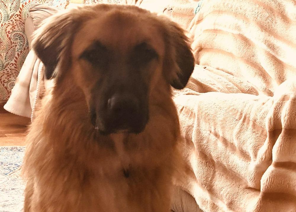 Enlarge Jimmy D., a Adoptable mixed breed in Appleton, WI image 4/5