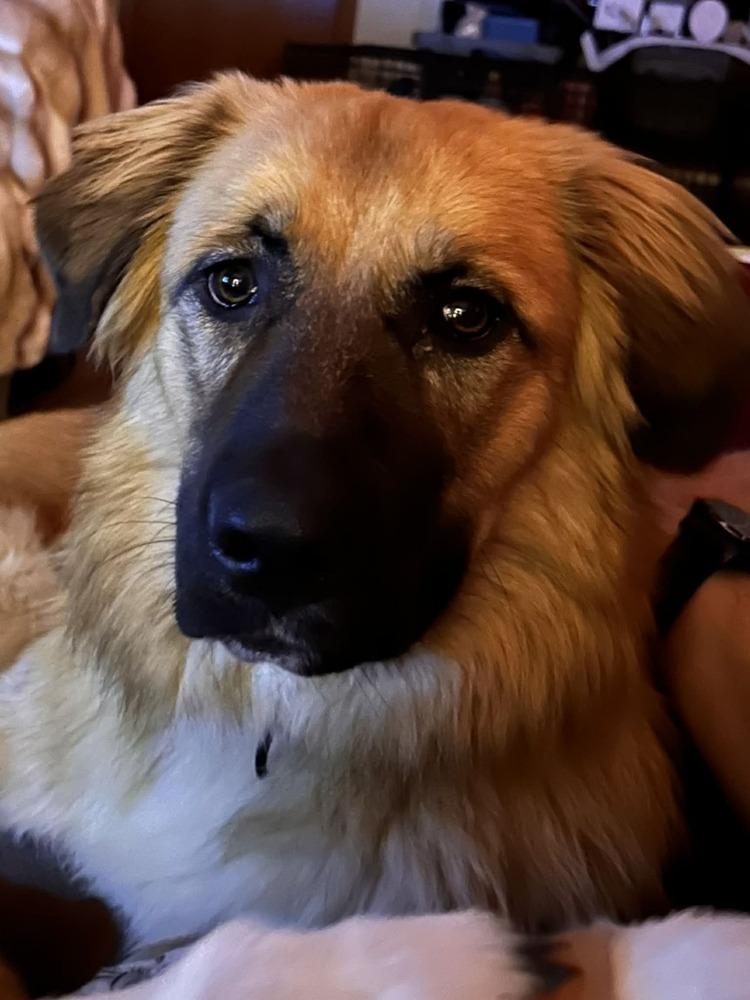 Enlarge Jimmy D., a Adoptable mixed breed in Appleton, WI image 5/5