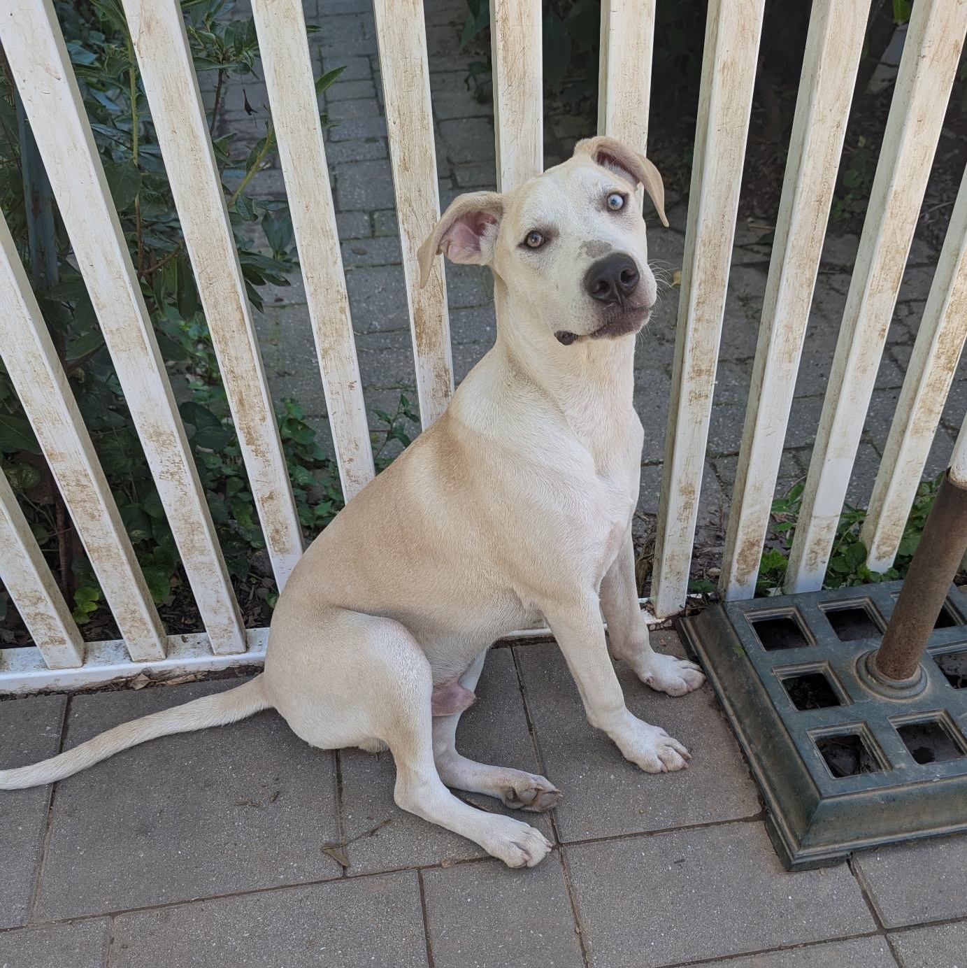 Joshua, Adoptable, Puppy Male Hound & Husky.