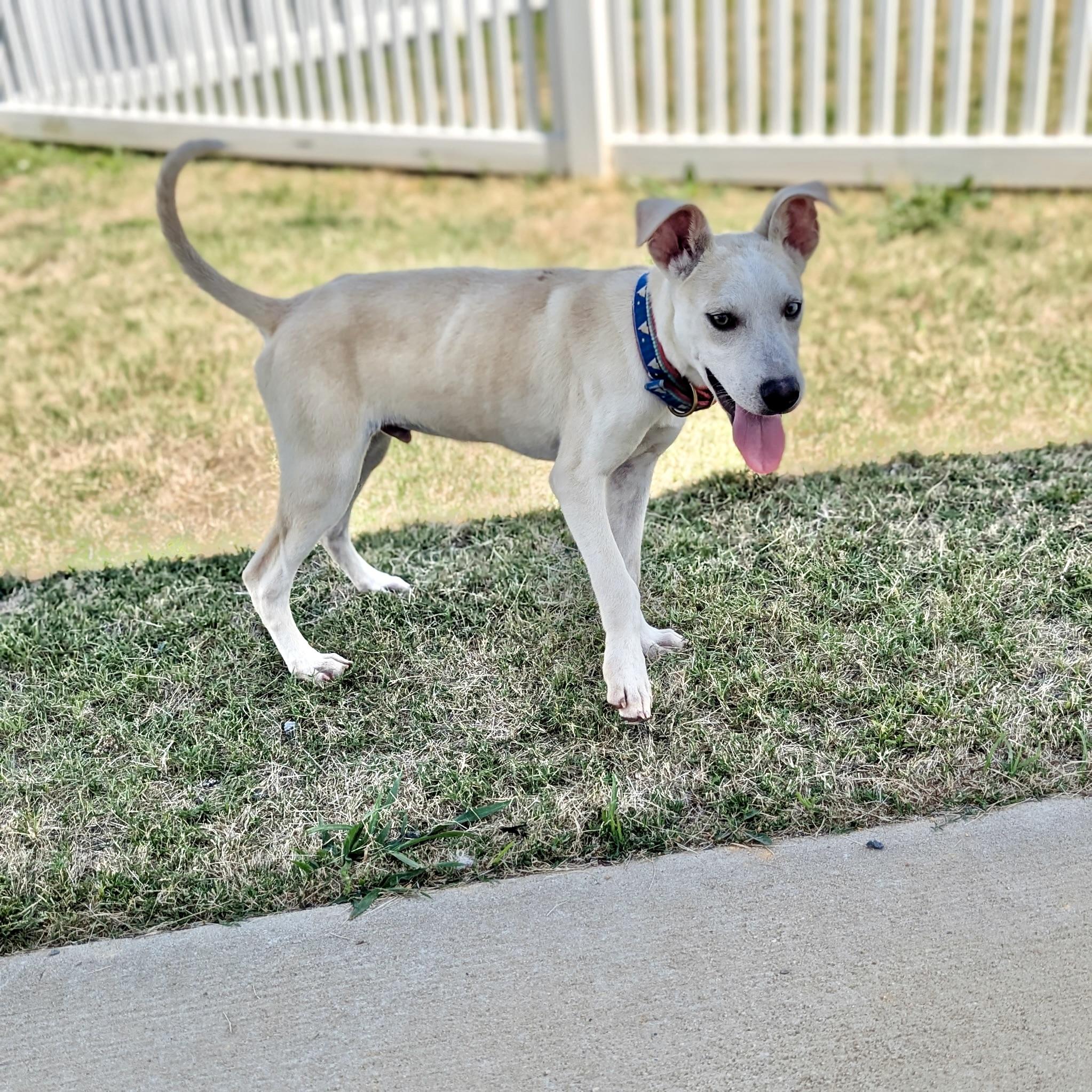 Joshua, a Adoptable mixed breed in Paramus, NJ image 2/4