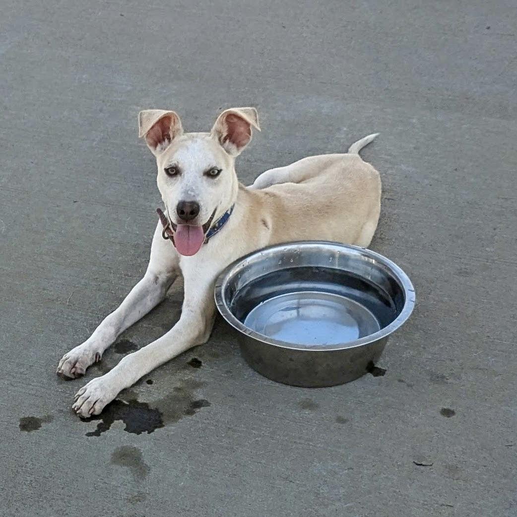 Joshua, Adoptable, Young Male Hound.