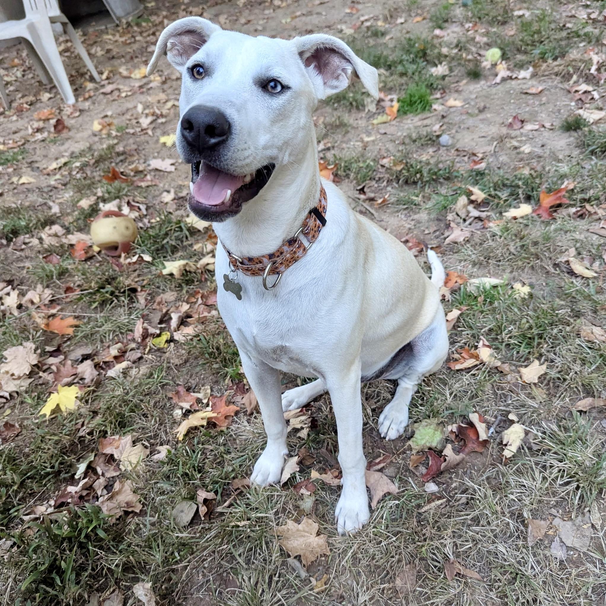 Joshua, Adoptable, Young Male Hound & Husky.