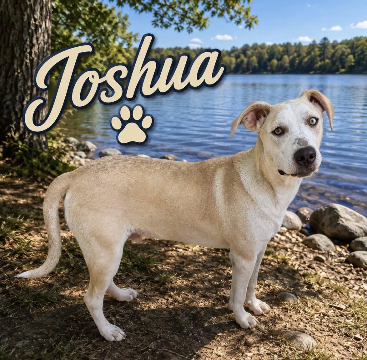 Enlarge Joshua, a Adoptable mixed breed in Paramus, NJ image 1/6