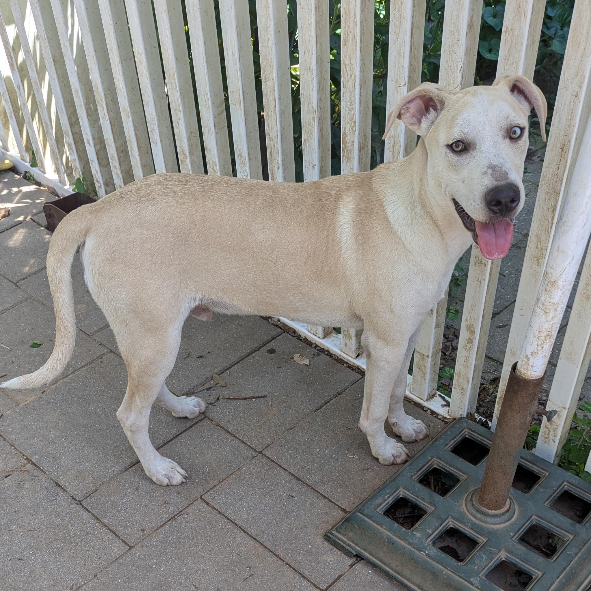 Joshua, a Adoptable mixed breed in Paramus, NJ image 4/5