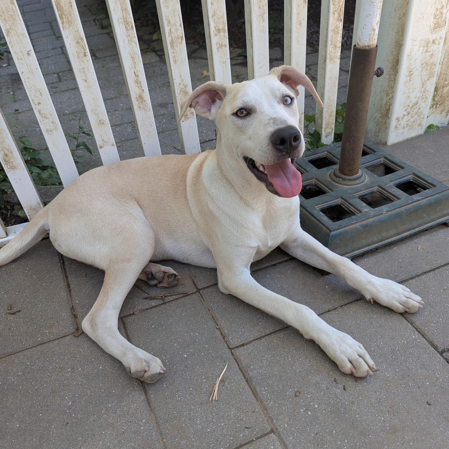 Joshua, Adoptable, Young Male Hound.