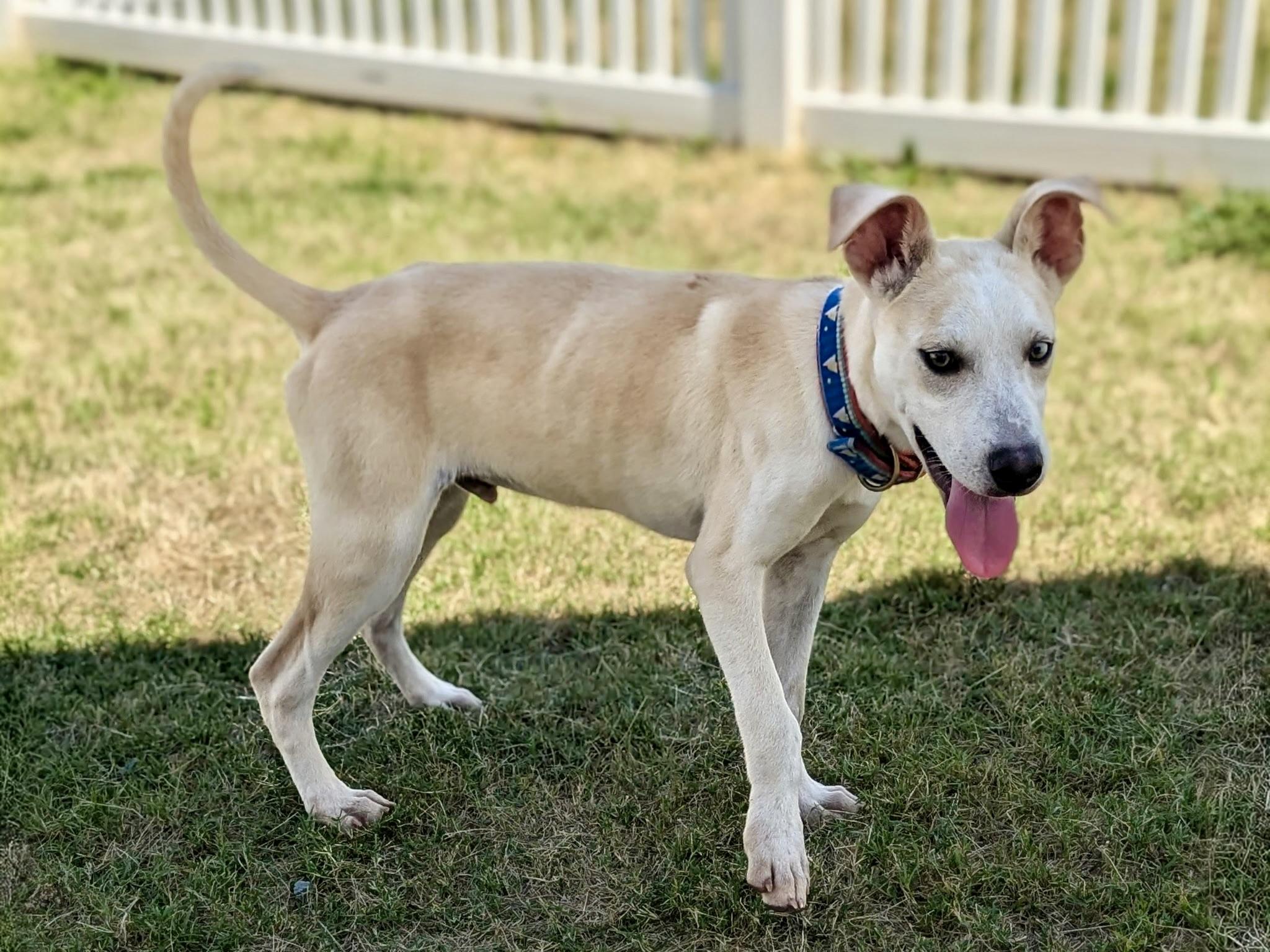 Joshua, a Adoptable mixed breed in Paramus, NJ image 3/4