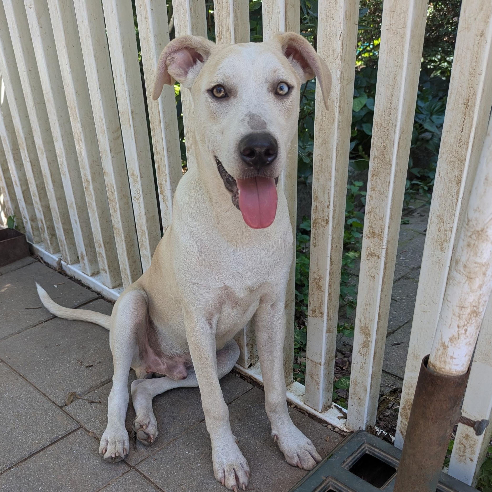 Joshua, a Adoptable mixed breed in Paramus, NJ image 2/5
