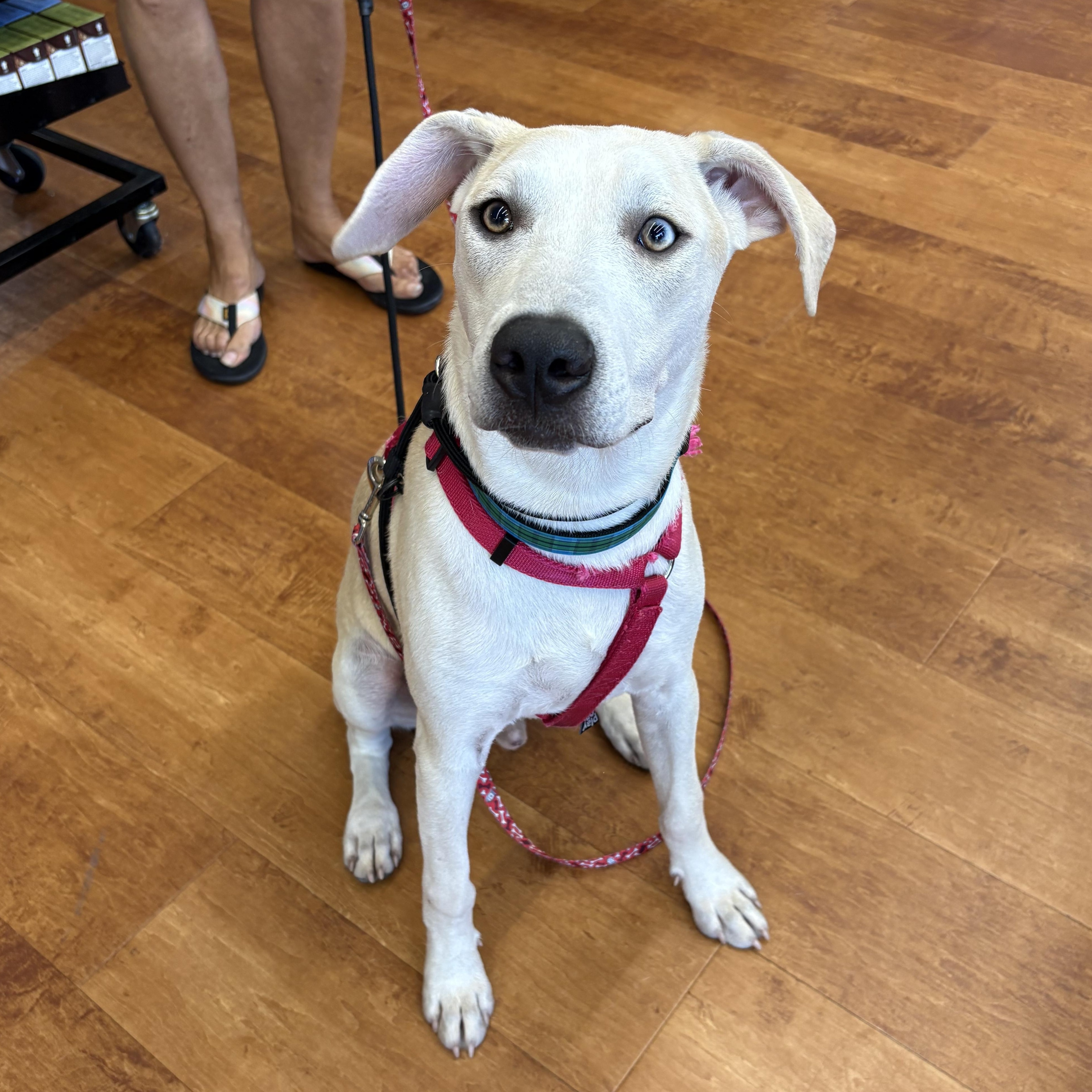 Enlarge Joshua, a Adoptable mixed breed in Paramus, NJ image 4/6