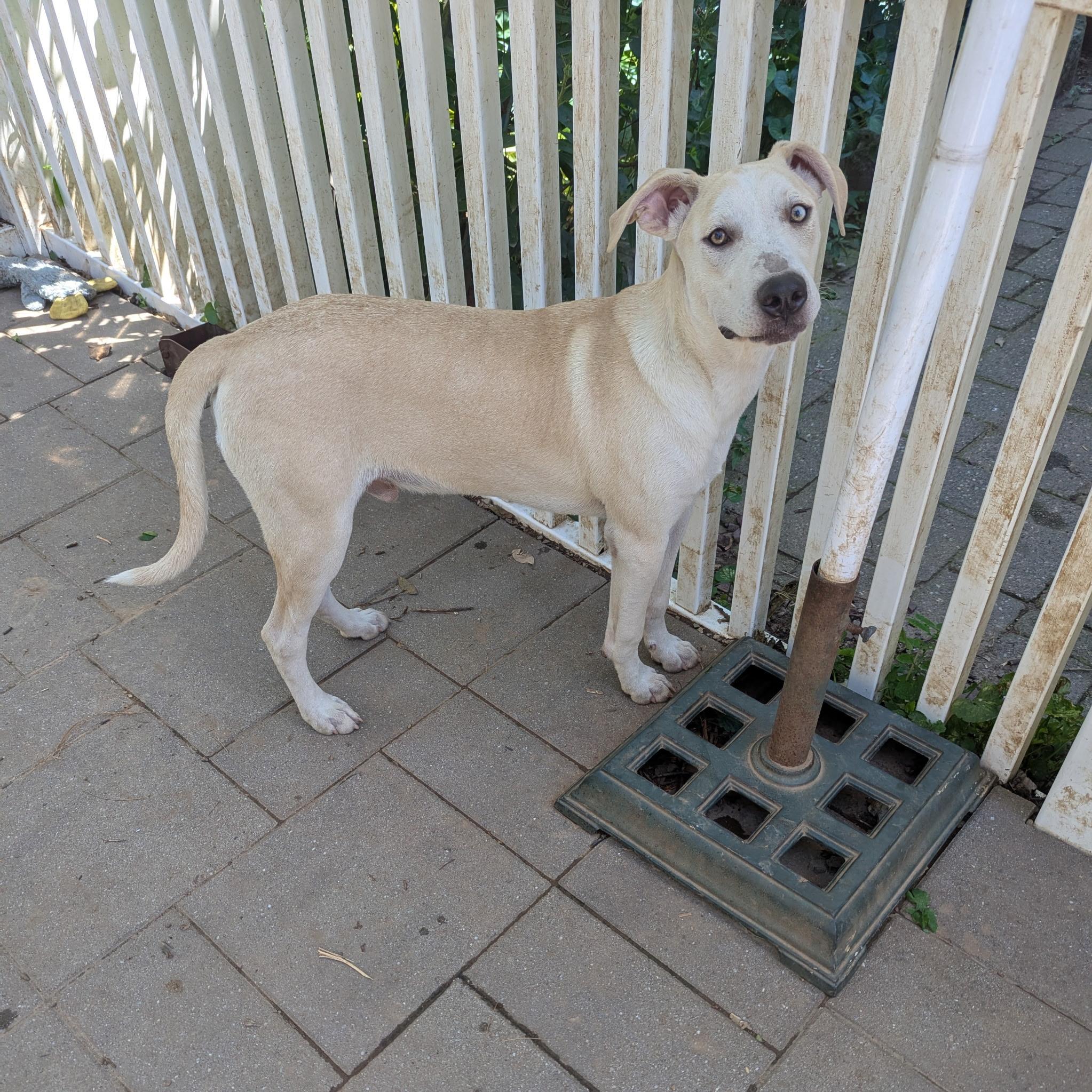 Joshua, a Adoptable mixed breed in Paramus, NJ image 5/5