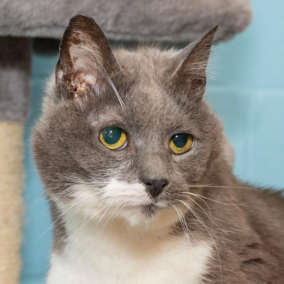 Leo, Adoptable, Senior Male Domestic Short Hair.