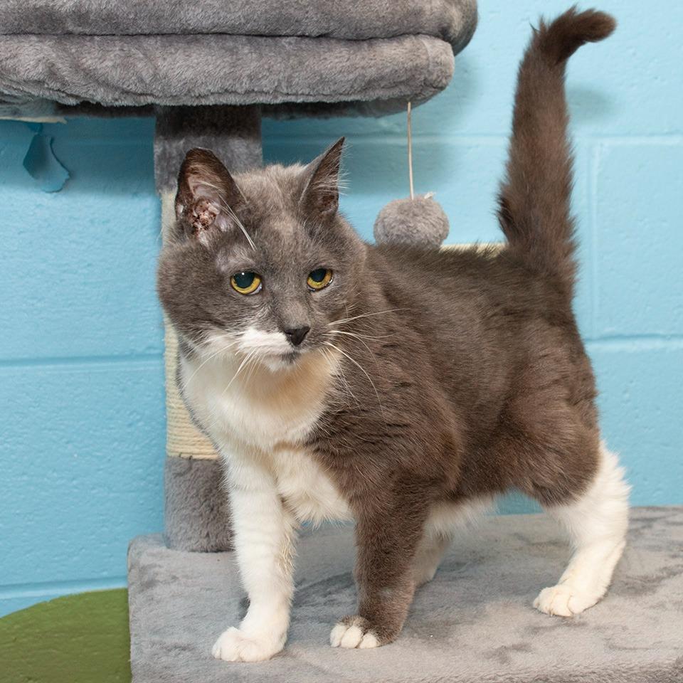 Enlarge Leo, a Adoptable Domestic Short Hair in Troy, OH image 2/2