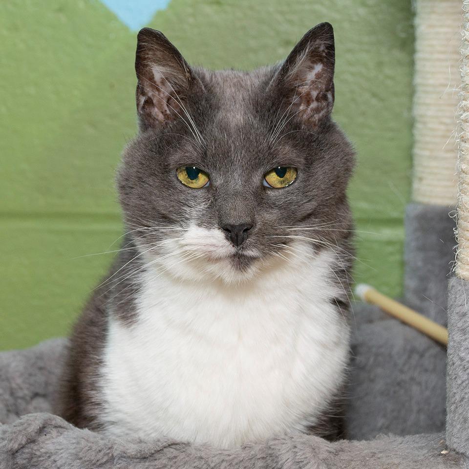 Enlarge Leo, a Adoptable Domestic Short Hair in Troy, OH image 3/3