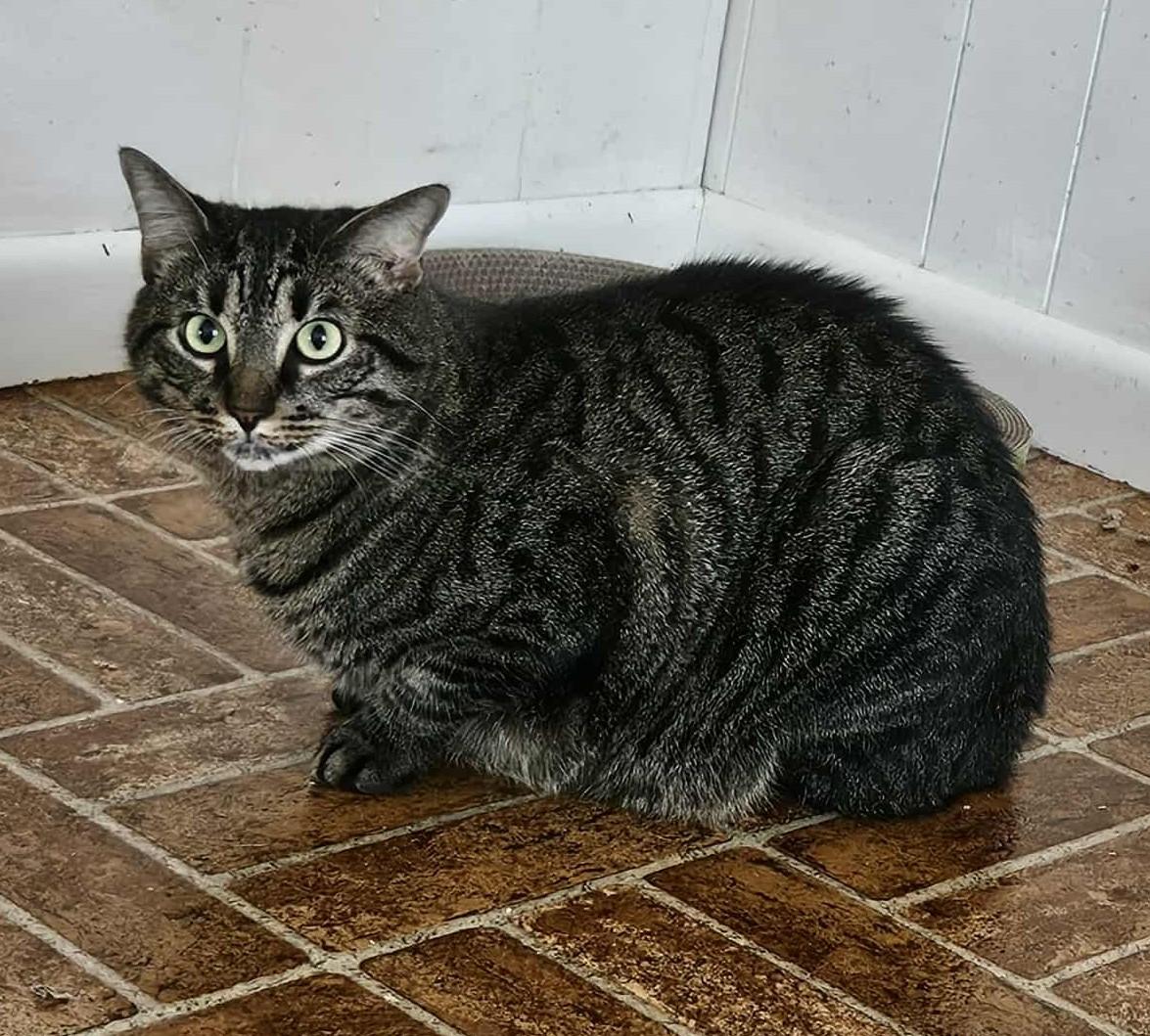 LUKE, Adoptable, Adult Male Tabby & Domestic Short Hair.