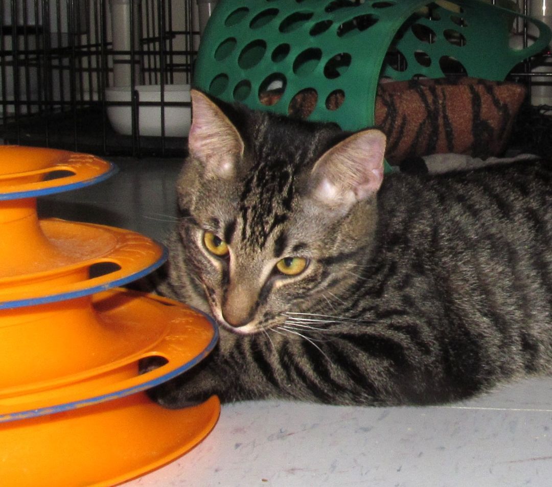 LUKE, a Adoptable mixed breed in Crystal River, FL image 4/6