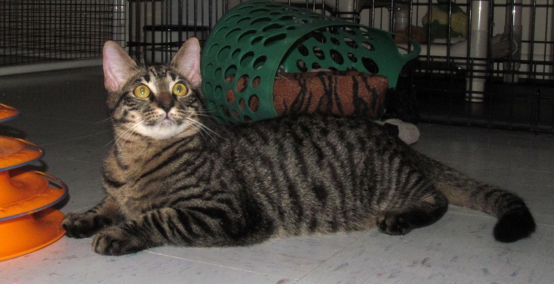 LUKE, a Adoptable mixed breed in Crystal River, FL image 5/6