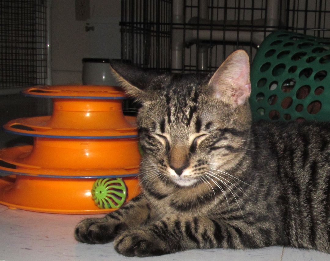 LUKE, a Adoptable mixed breed in Crystal River, FL image 6/6